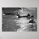 Search for black and white penguin posters Wildlife