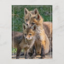 Search for triplet postcards Siblings