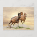 Search for horse sunset postcards Equestrian