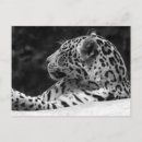 Search for white leopard postcards Black and white