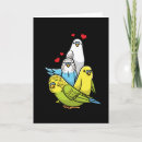 Search for budgie cards Parrots