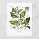 Search for nightshade Flora