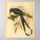 Search for black and white antique bird posters Tree