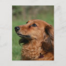Search for miniature long haired dachshunds postcards Headshot