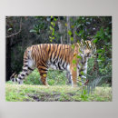 Search for bengal tiger posters Feline