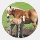 Search for horse foal stickers Horses
