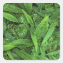 Search for rain forest stickers Washington