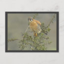 Search for kestrel postcards Hawk