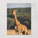 Search for giraffe postcards Spots