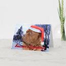 Search for mastiff christmas cards Dogue de bordeaux