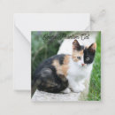 Search for funny horizontal note cards Humour