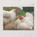 Search for farmers postcards Birds