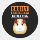 Search for pigs stickers Guinea pig
