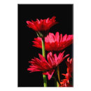 Search for gerber posters Nature
