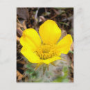 Search for north america postcards Alaska