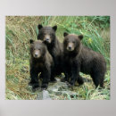 Search for grizzly art Usa