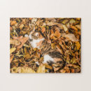 Search for calico cat gifts Tabby