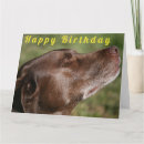 Search for chocolate labrador cards Dogs