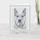 Search for cattle dog birthday cards Blue heeler