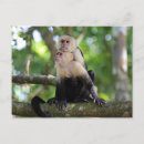 Search for capuchin Nature