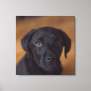 Search for animals canvas prints Dog