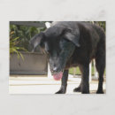 Search for black labrador retriever postcards Canine