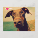 Search for i heart postcards Doberman