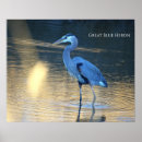 Search for great blue heron posters Photography