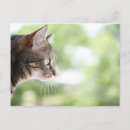 Search for staring postcards Horizontal