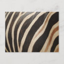 Search for zebra print postcards Safari