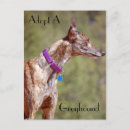 Search for adopt postcards Greyhound