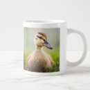 Search for mallard ducks mugs Wildlife