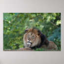 Search for lounge posters Cute animals