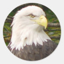 Search for american bald eagle stickers Nature