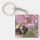 Search for smelling key rings Dog