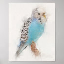 Search for budgie art Pet