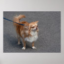 Search for little tiny posters Adorable