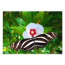 Search for butterfly red art Animal