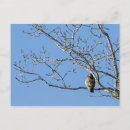 Search for red tails postcards Raptor