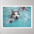 Search for siberian husky posters Dogs