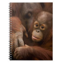 Search for zoo notebooks Jungle