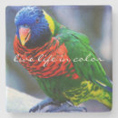 Search for bird coasters Colourful