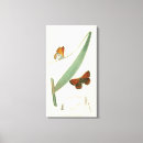 Search for flutter art Butterflies