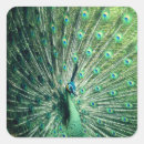 Search for tail feathers stickers Peafowl