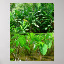 Search for taro Tropical