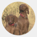 Search for hungarian vizsla stickers Animal