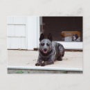 Search for heeler postcards Dog