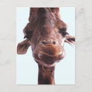 Search for giraffe face postcards Close up