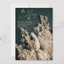 Search for dri Pampas grass