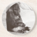 Search for primates photography Gorilla
